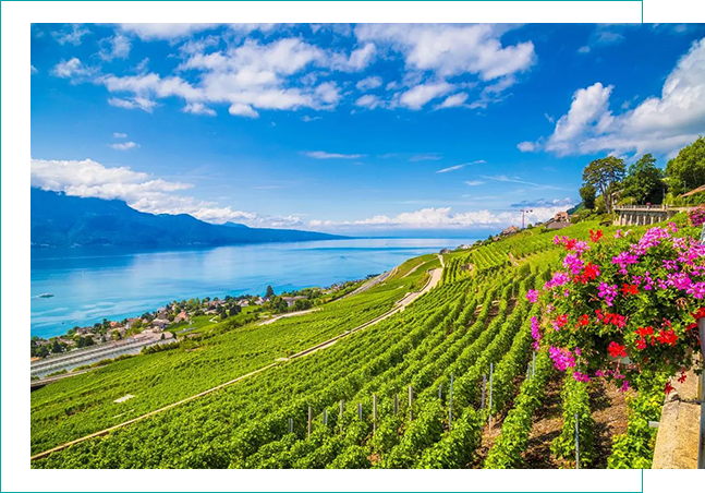 Sunset over expansive green agricultural field.
